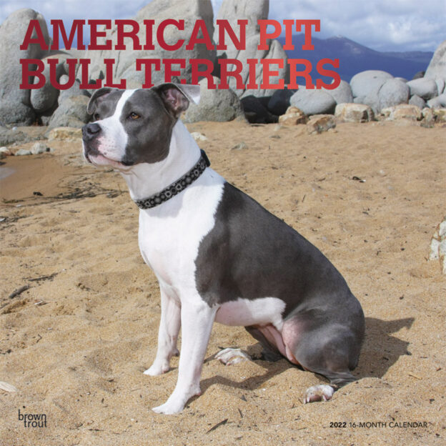 American Pit Bull Terriers 2022 12 x 12 Inch Monthly Square Wall Calendar with Foil Stamped Cover, Animals Dog Breeds DogDays