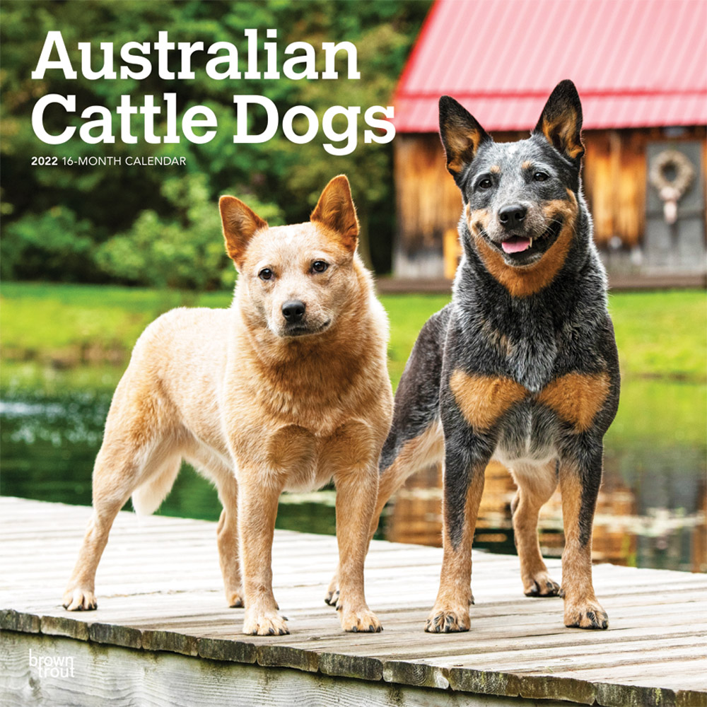 Australian Cattle Dogs 2022 12 x 12 Inch Monthly Square Wall Calendar, Animals Dog Breeds DogDays