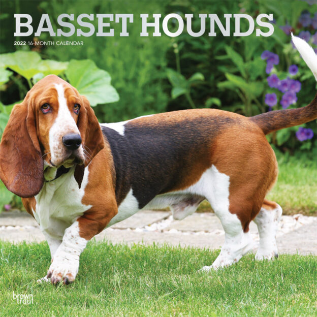 Basset Hounds 2022 12 x 12 Inch Monthly Square Wall Calendar with Foil Stamped Cover, Animals Dog Breeds DogDays