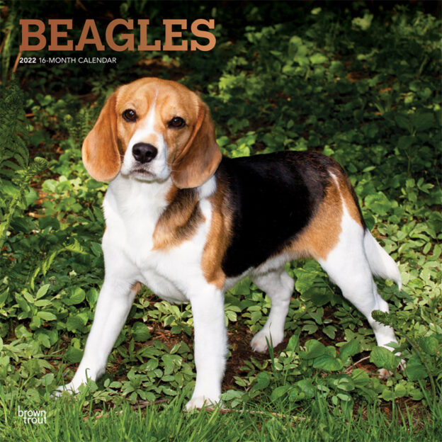 Beagles 2022 12 x 12 Inch Monthly Square Wall Calendar with Foil Stamped Cover, Animals Dog Breeds DogDays