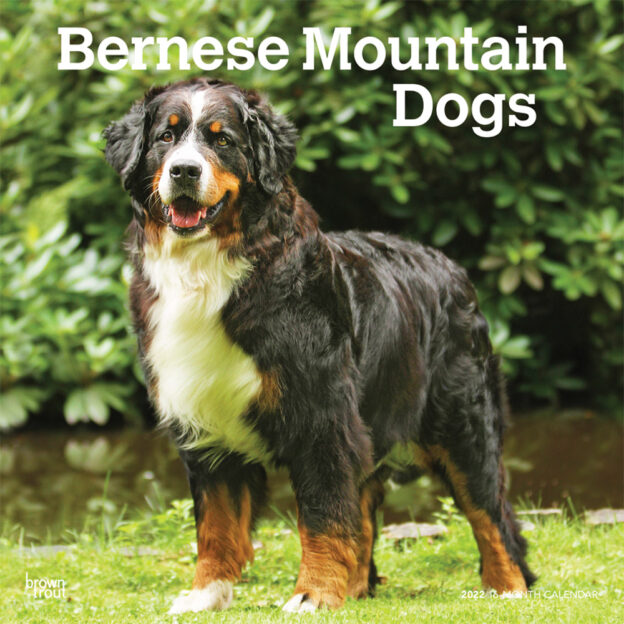 Bernese Mountain Dogs 2022 12 x 12 Inch Monthly Square Wall Calendar, Animals Breeds DogDays