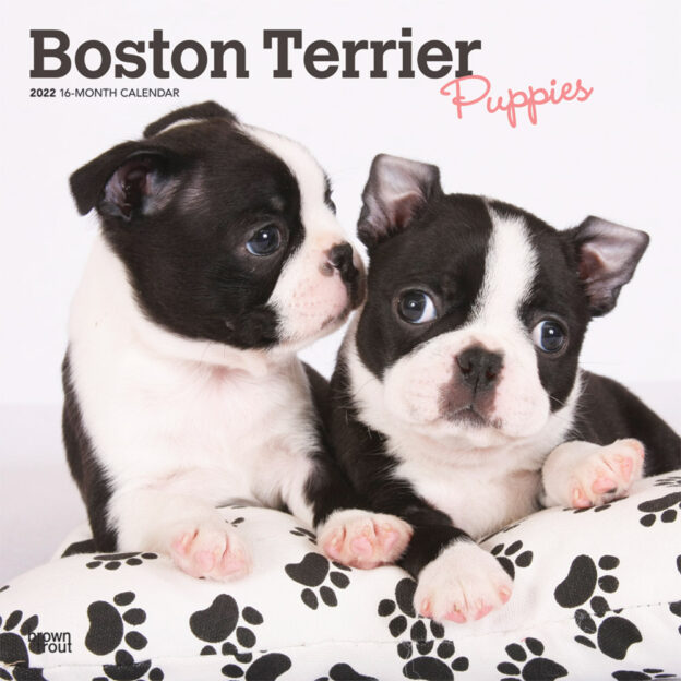 Boston Terrier Puppies 2022 12 x 12 Inch Monthly Square Wall Calendar, Animals Dog Breeds Puppy DogDays