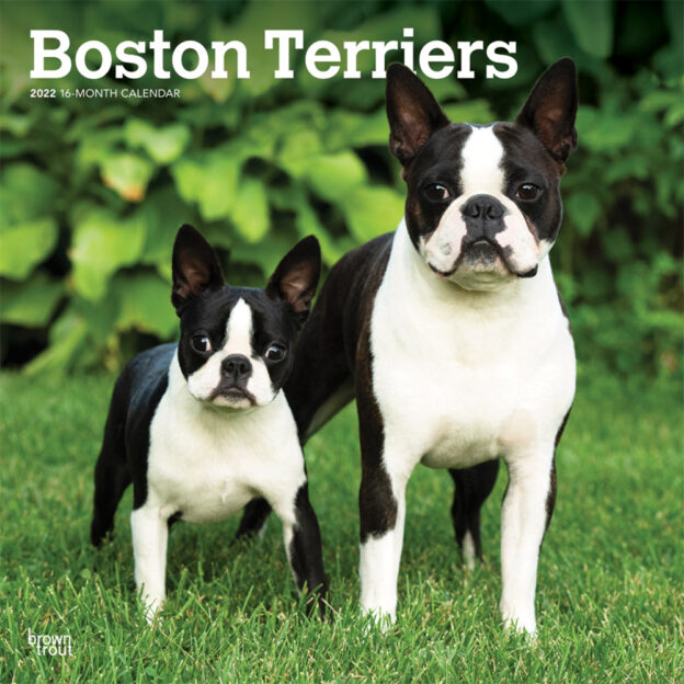Boston Terriers 2022 12 x 12 Inch Monthly Square Wall Calendar, Animals Dog Breeds DogDays