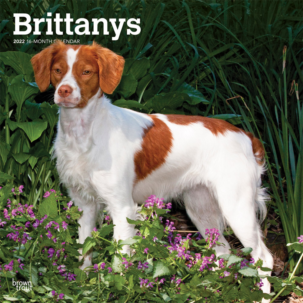 Brittanys 2022 12 x 12 Inch Monthly Square Wall Calendar, Animals Dog Breeds DogDays