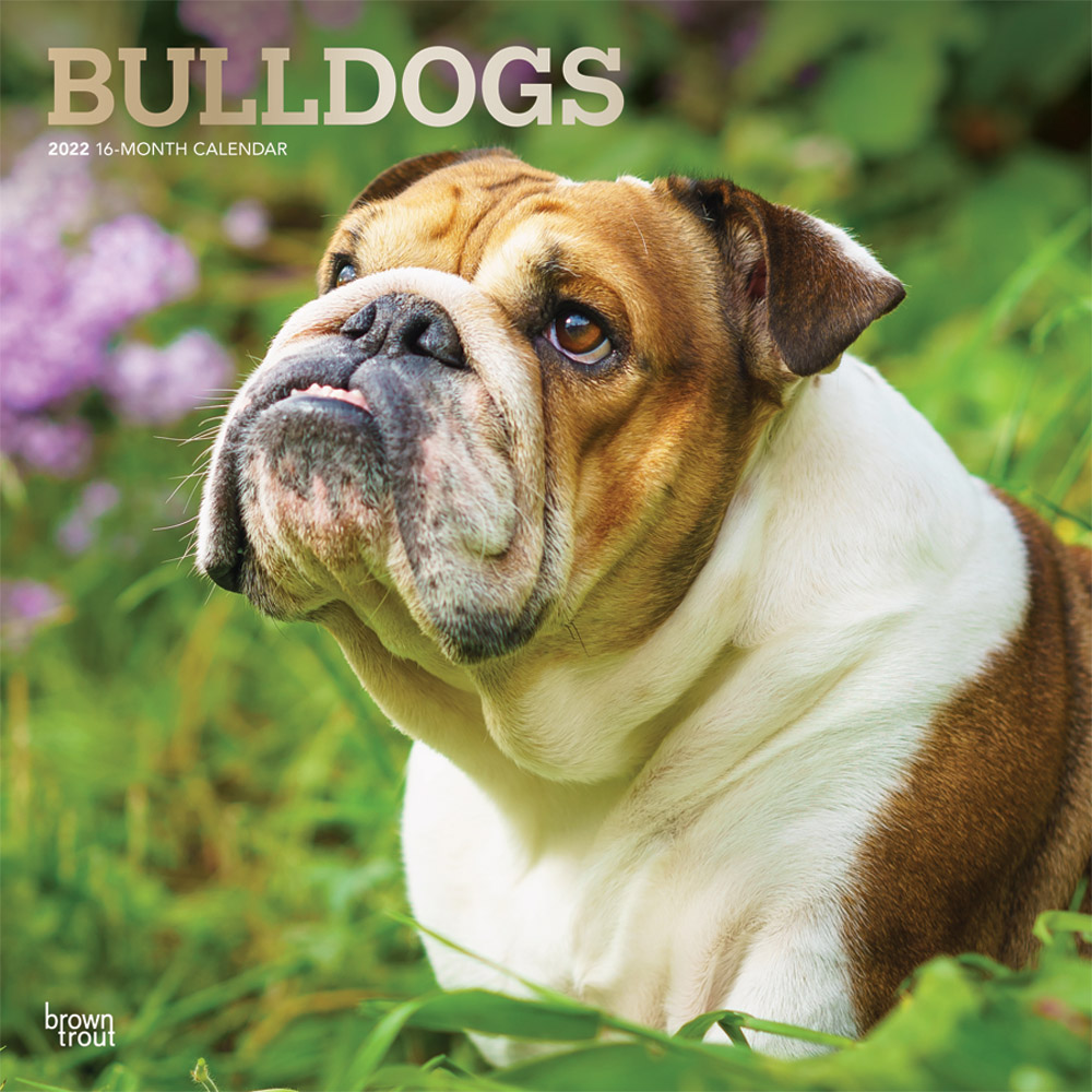 Bulldogs 2022 12 x 12 Inch Monthly Square Wall Calendar with Foil Stamped Cover, Animals Dog Breeds DogDays