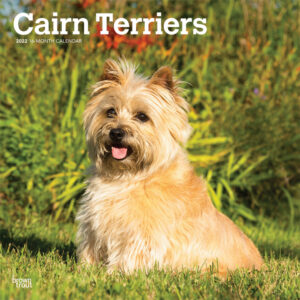 Cairn Terriers 2022 12 x 12 Inch Monthly Square Wall Calendar, Animals Dog Breeds DogDays