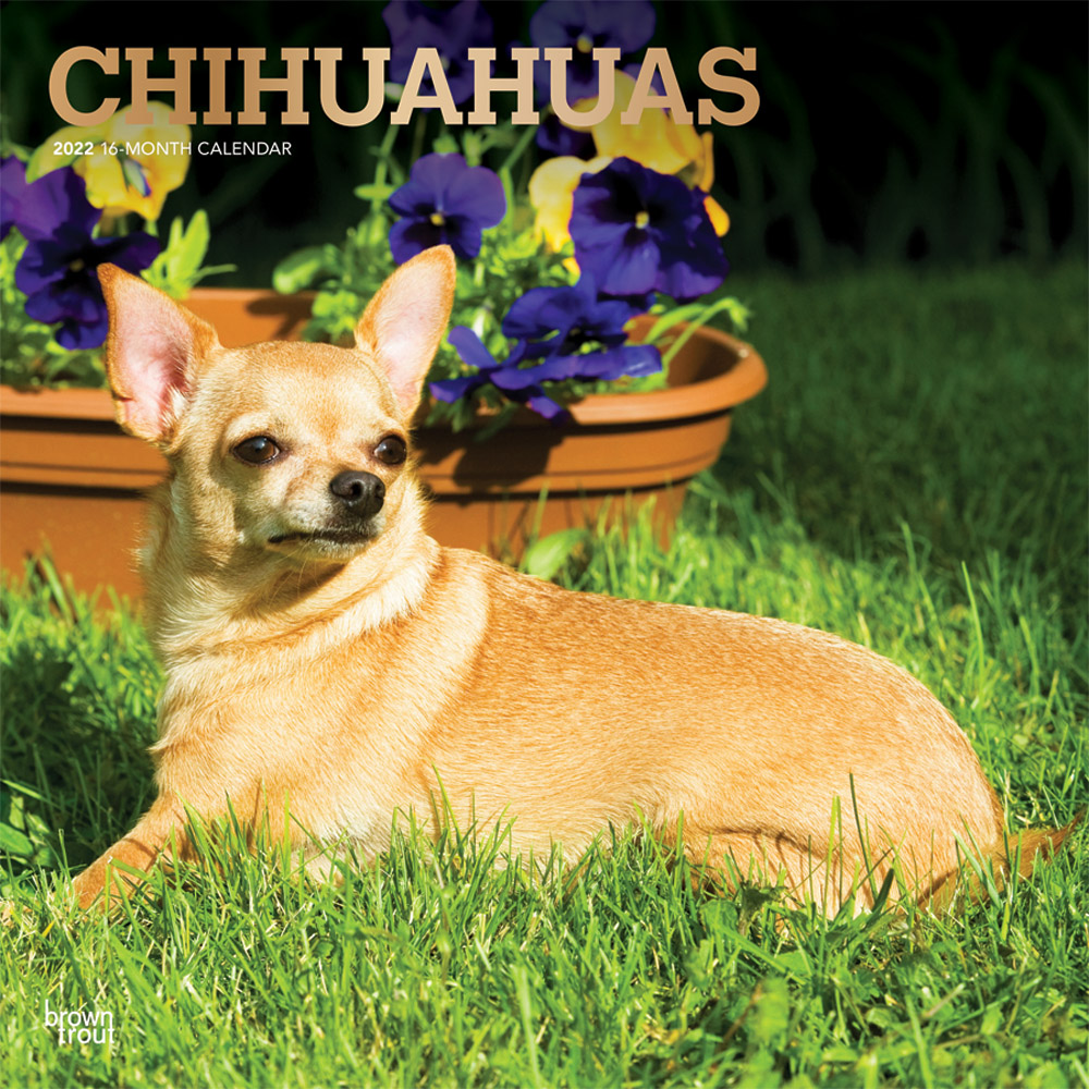 Chihuahuas 2022 12 x 12 Inch Monthly Square Wall Calendar with Foil Stamped Cover, Animals Small Dog Breeds Puppies DogDays
