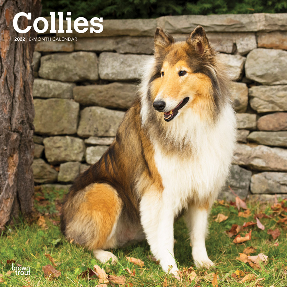 Collies 2022 12 x 12 Inch Monthly Square Wall Calendar, Animals Dog Breeds DogDays