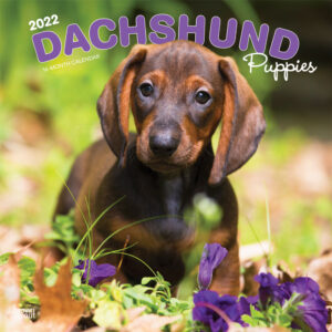 Dachshund Puppies 2022 12 x 12 Inch Monthly Square Wall Calendar, Animals Dog Breeds Puppy DogDays