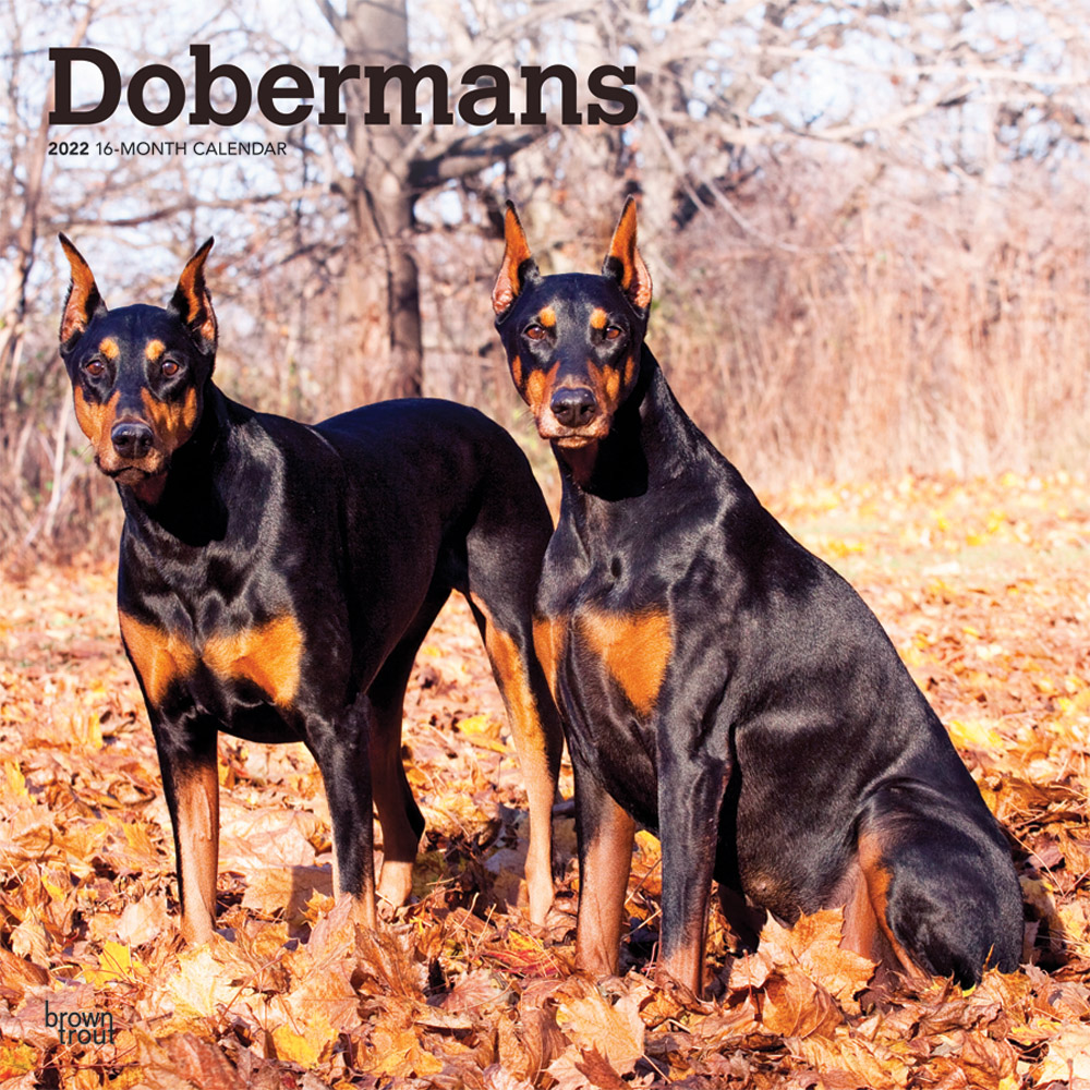 Dobermans 2022 Square Wall Calendar DogDays 2023 Calendar and Puzzle