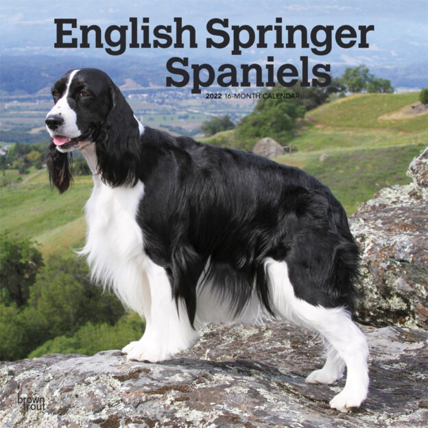 English Springer Spaniels 2022 12 x 12 Inch Monthly Square Wall Calendar, Animals Dog Breeds DogDays