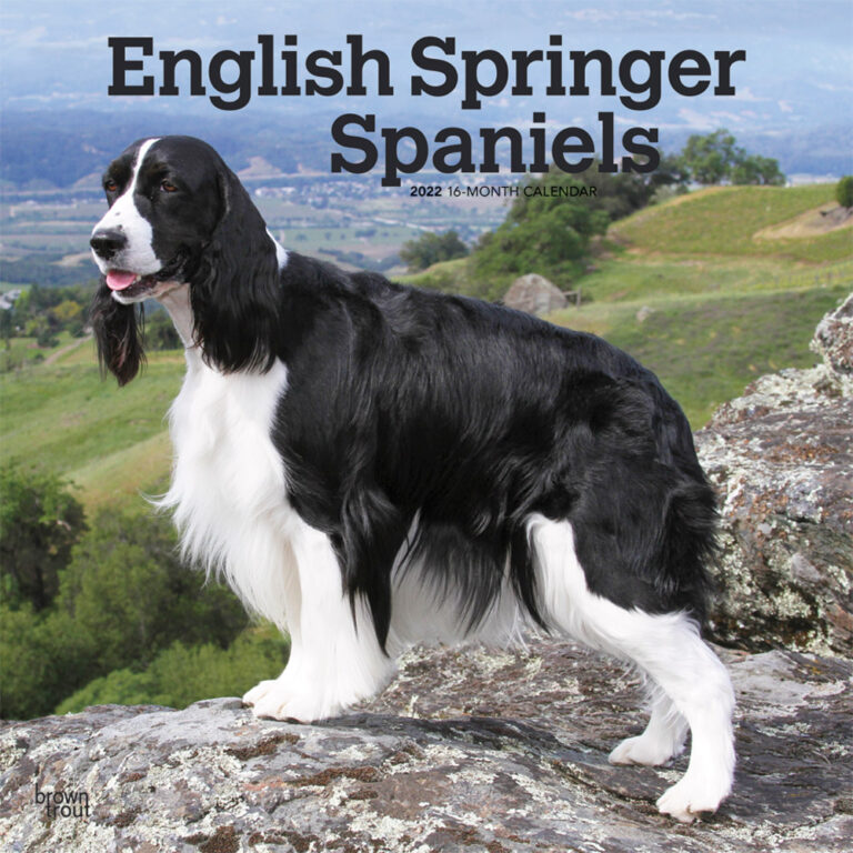 English Springer Spaniels 2022 Square Wall Calendar | DogDays 2023