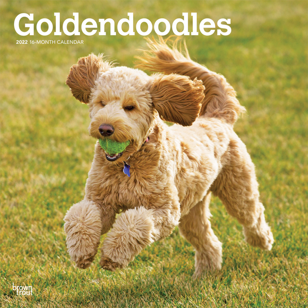 Goldendoodles 2022 12 x 12 Inch Monthly Square Wall Calendar, Animals Mixed Dog Breeds DogDays
