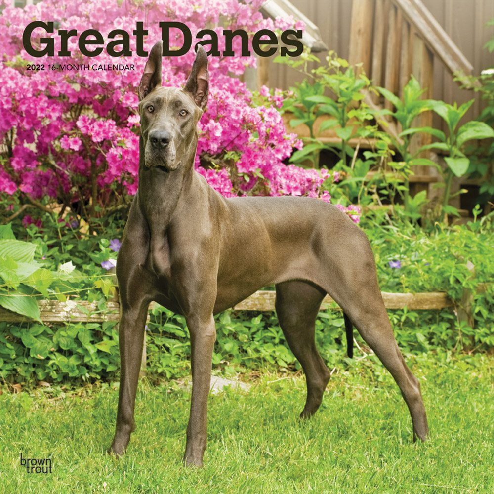 Great Danes 2022 12 x 12 Inch Monthly Square Wall Calendar, Animals Dog Breeds DogDays