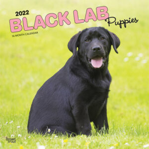 Black Labrador Retriever Puppies 2022 12 x 12 Inch Monthly Square Wall Calendar, Animals Dog Breeds Puppy DogDays