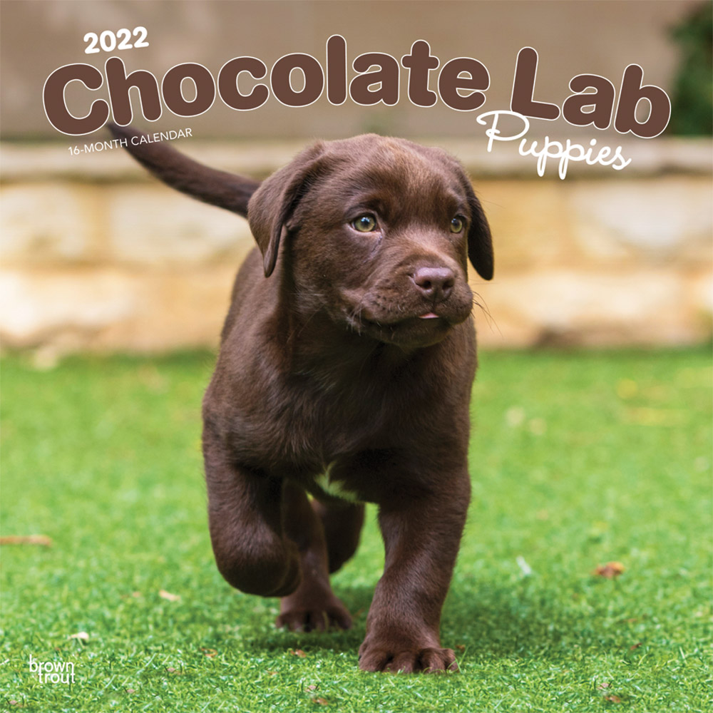 Chocolate Labrador Retriever Puppies 2022 12 x 12 Inch Monthly Square Wall Calendar, Animals Dog Breeds Puppy DogDays