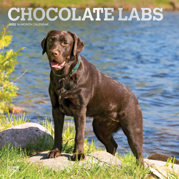 Chocolate Labrador Retrievers 2022 12 x 12 Inch Monthly Square Wall Calendar with Foil Stamped Cover, Animals Dog Breeds DogDays