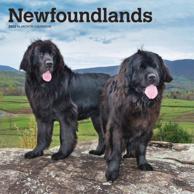 Newfoundlands 2022 12 x 12 Inch Monthly Square Wall Calendar, Animals Dog Breeds DogDays