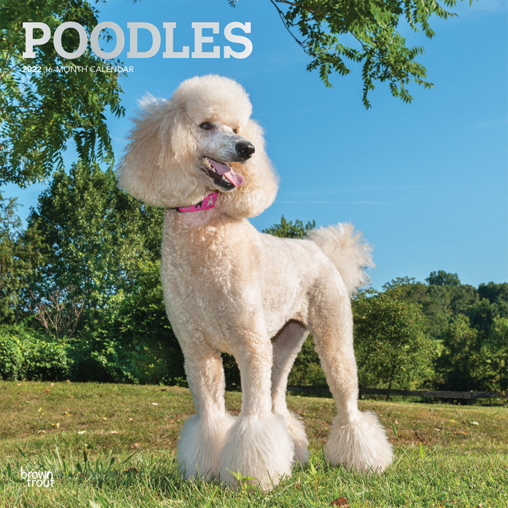 Poodles 2022 12 x 12 Inch Monthly Square Wall Calendar with Foil Stamped Cover, Animals Dog Breeds DogDays