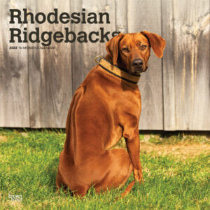 Rhodesian Ridgebacks 2022 12 x 12 Inch Monthly Square Wall Calendar, Animals Dog Breeds DogDays