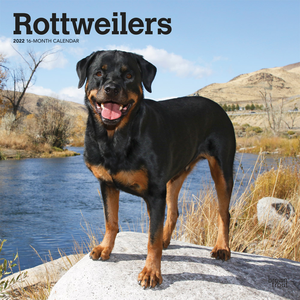 Rottweilers 2022 12 x 12 Inch Monthly Square Wall Calendar, Animals Dog Breeds DogDays