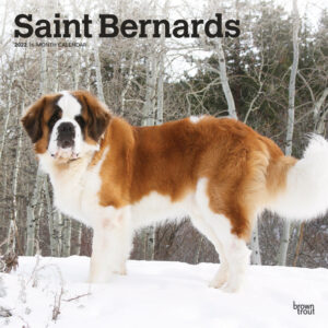 Saint Bernards 2022 12 x 12 Inch Monthly Square Wall Calendar, Animals Dog Breeds DogDays