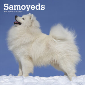 Samoyeds 2022 12 x 12 Inch Monthly Square Wall Calendar, Animals Dog Breeds DogDays