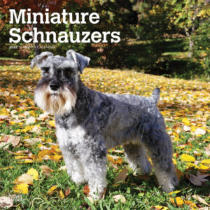 Miniature Schnauzers 2022 12 x 12 Inch Monthly Square Wall Calendar, Animals Small Dog Breeds DogDays