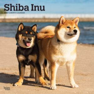 Shiba Inu 2022 12 x 12 Inch Monthly Square Wall Calendar, Animals Asian Dog Breeds DogDays