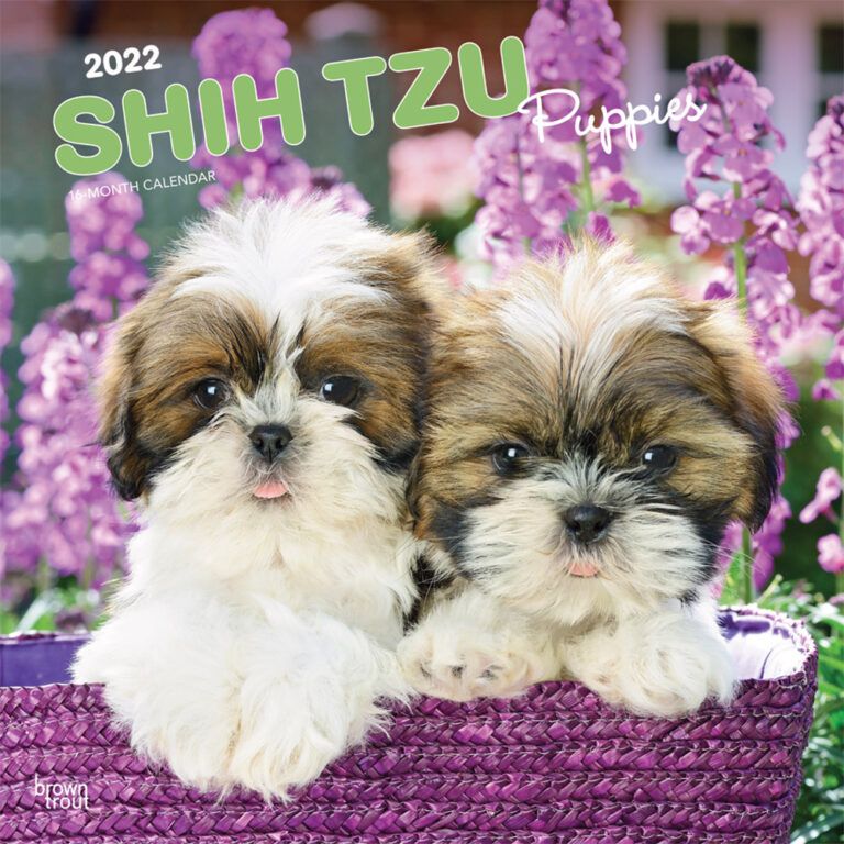 shih-tzu-puppies-2022-square-wall-calendar-dogdays-2023-calendar-and-puzzle-app-for-iphone