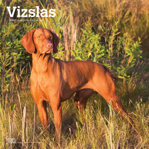 Vizslas 2022 12 x 12 Inch Monthly Square Wall Calendar, Animals Dog Breeds DogDays