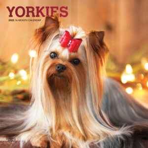 Yorkies 2022 12 x 12 Inch Monthly Square Wall Calendar with Foil Stamped Cover, Animals Small Dog Breeds Yorkshire Terriers DogDays