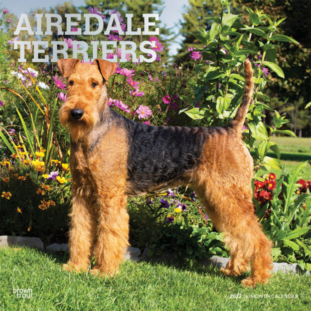 Airedale Terriers 2022 12 x 12 Inch Monthly Square Wall Calendar with Foil Stamped Cover, Animal Dog Breeds DogDays