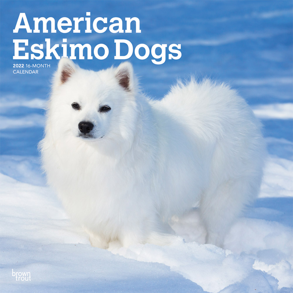American Eskimo Dogs 2022 12 x 12 Inch Monthly Square Wall Calendar, Animals Dog Breeds DogDays