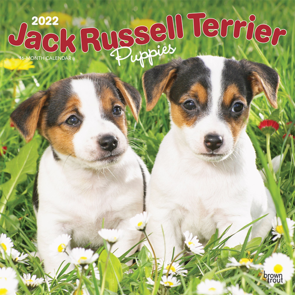 Jack Russell Terrier Puppies 2022 12 x 12 Inch Monthly Square Wall Calendar, Animals Dog Breeds Puppy DogDays