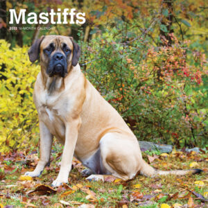 Mastiffs 2022 12 x 12 Inch Monthly Square Wall Calendar, Animals Dog Breeds DogDays
