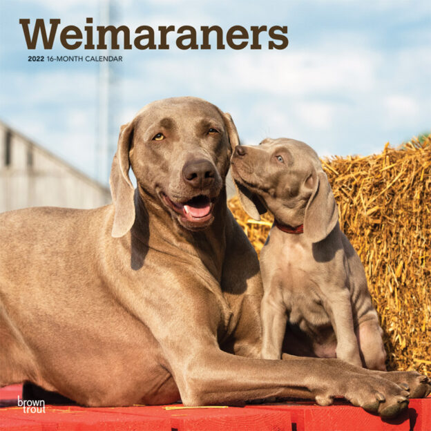Weimaraners 2022 12 x 12 Inch Monthly Square Wall Calendar, Animals Dog Breeds DogDays