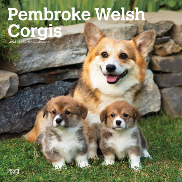Pembroke Welsh Corgis 2022 12 x 12 Inch Monthly Square Wall Calendar, Animals Dog Breeds DogDays