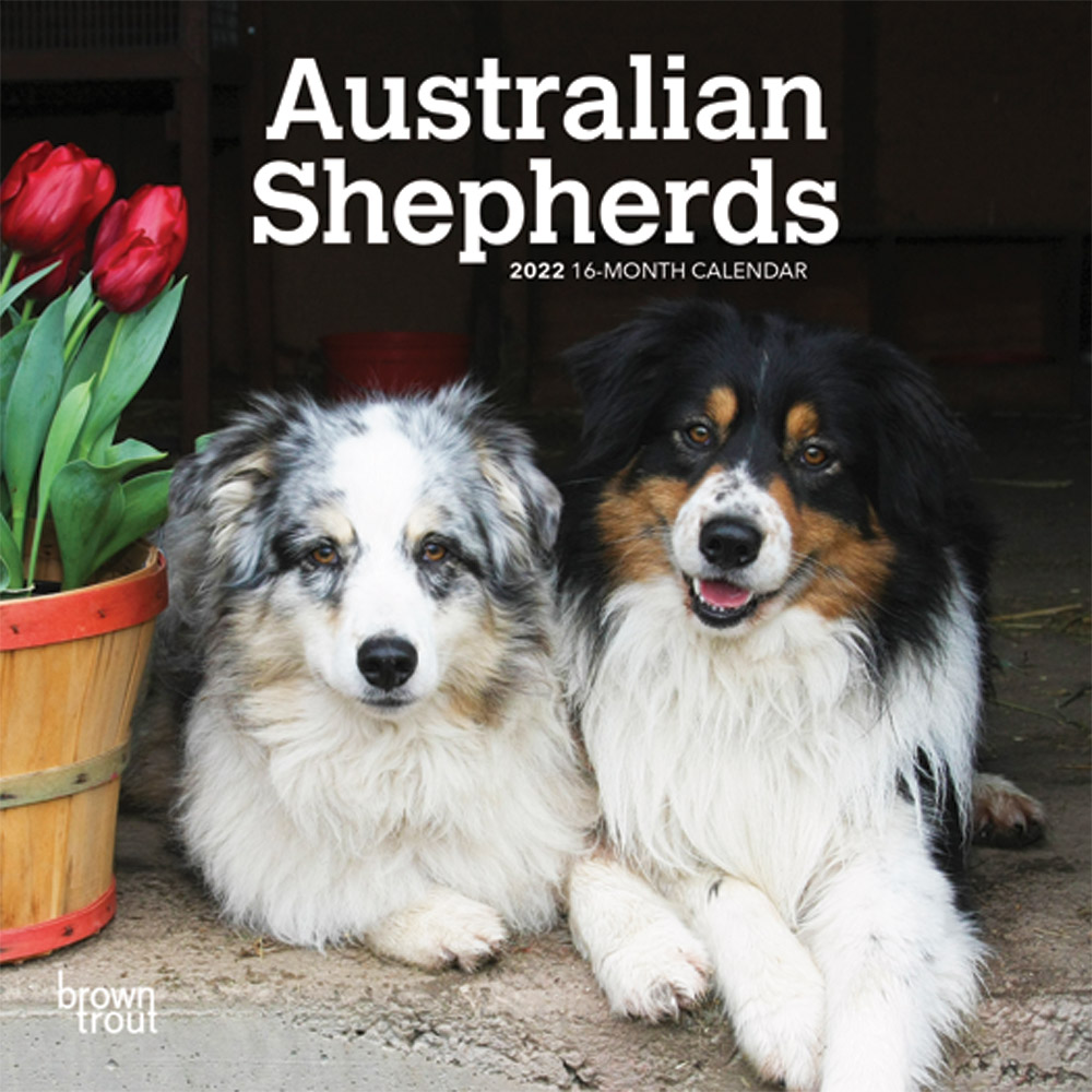 Australian Shepherds 2022 7 x 7 Inch Monthly Mini Wall Calendar, Animals Dog Breeds DogDays