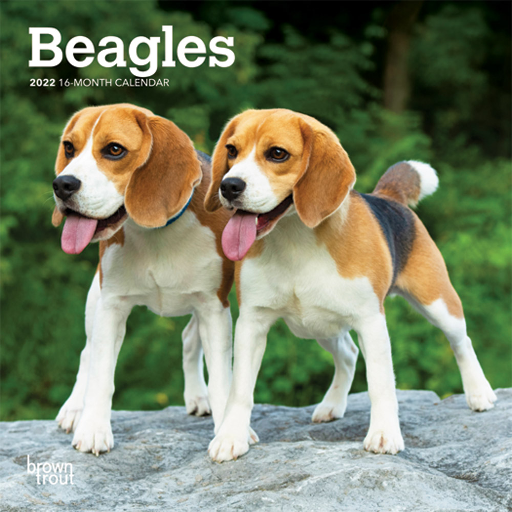 Beagles 2022 7 x 7 Inch Monthly Mini Wall Calendar, Animals Dog Breeds DogDays