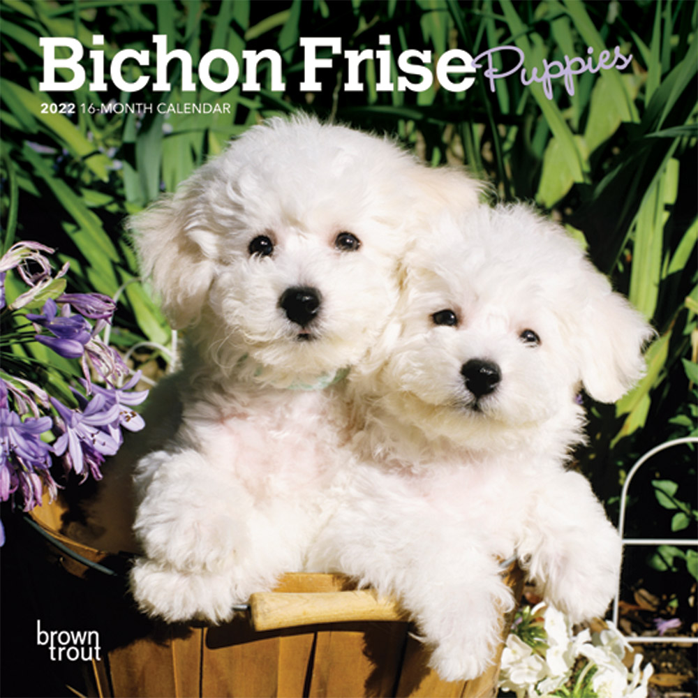 Bichon Frise Puppies 2022 7 x 7 Inch Monthly Mini Wall Calendar, Animals Dog Breeds Puppy DogDays