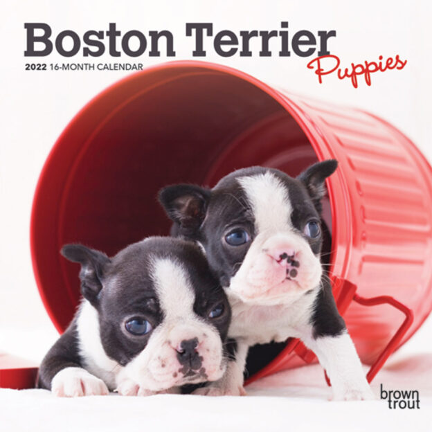 Boston Terrier Puppies 2022 7 x 7 Inch Monthly Mini Wall Calendar, Animals Dog Breeds Puppy DogDays