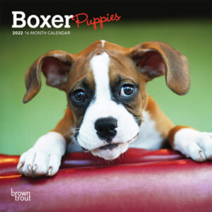 Boxer Puppies 2022 7 x 7 Inch Monthly Mini Wall Calendar, Animals Dog Breeds Puppy DogDays