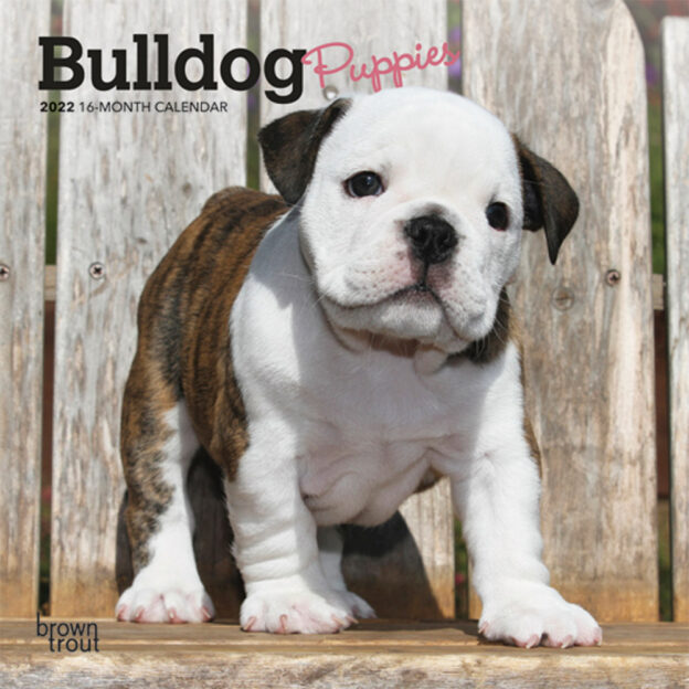 Bulldog Puppies 2022 7 x 7 Inch Monthly Mini Wall Calendar, Animals Dog Breeds Puppy DogDays