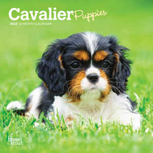 Cavalier King Charles Spaniel Puppies 2022 7 x 7 Inch Monthly Mini Wall Calendar, Animals Dog Breeds Puppy DogDays