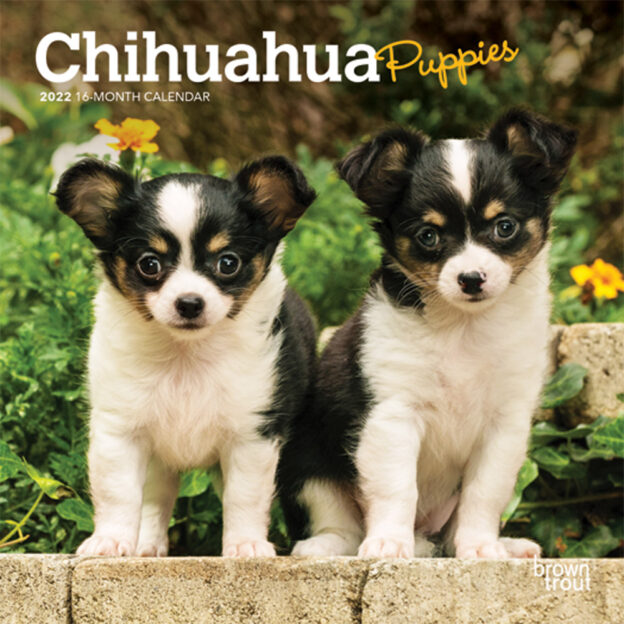 Chihuahua Puppies 2022 7 x 7 Inch Monthly Mini Wall Calendar, Animals Small Dog Breeds Puppy DogDays