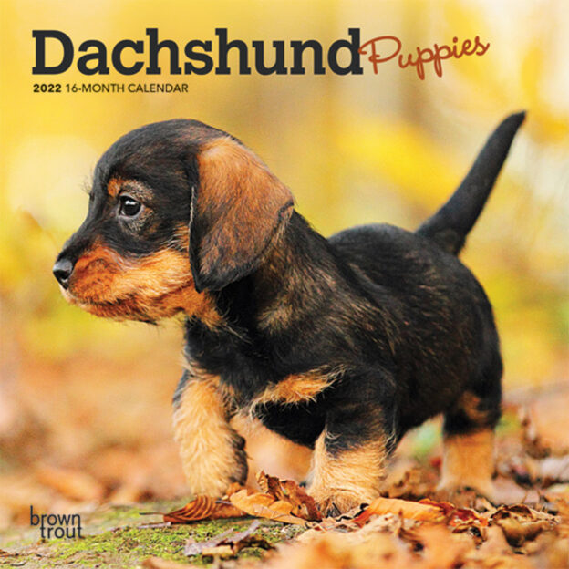 Dachshund Puppies 2022 7 x 7 Inch Monthly Mini Wall Calendar, Animals Dog Breeds Puppy DogDays