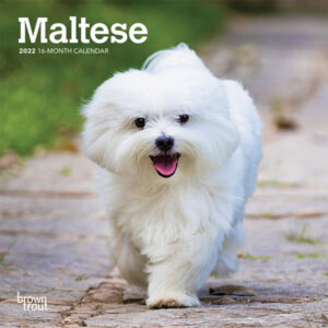 Maltese 2022 7 x 7 Inch Monthly Mini Wall Calendar, Animals Small Dog Breeds DogDays
