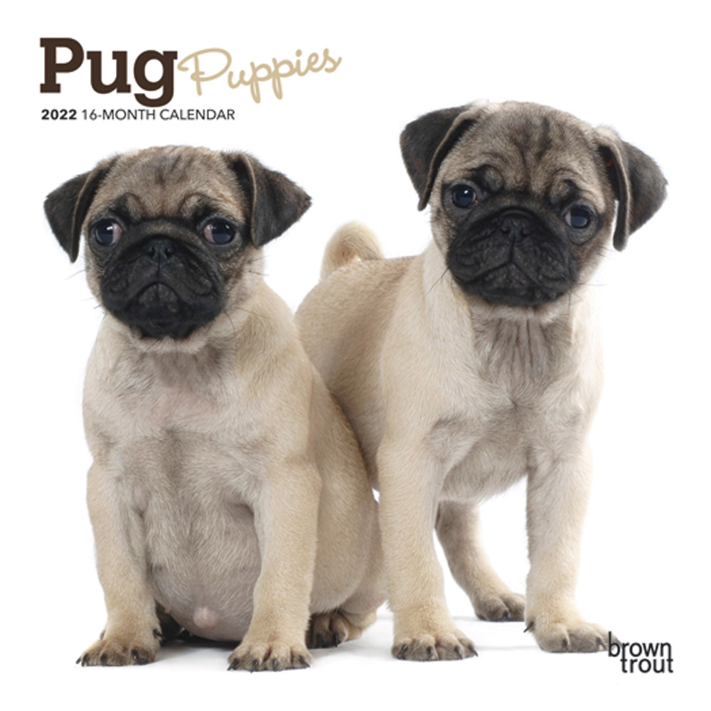 Pug Puppies 2022 7 x 7 Inch Monthly Mini Wall Calendar, Animals Dog Breeds Puppy DogDays