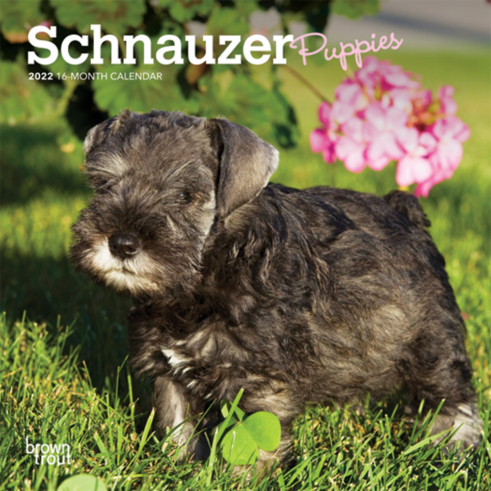 Schnauzer Puppies 2022 7 x 7 Inch Monthly Mini Wall Calendar, Animals Dog Breeds Puppy DogDays